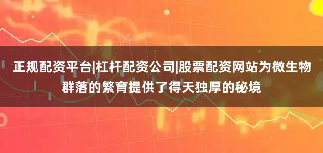 正规配资平台|杠杆配资公司|股票配资网站为微生物群落的繁育提供了得天独厚的秘境